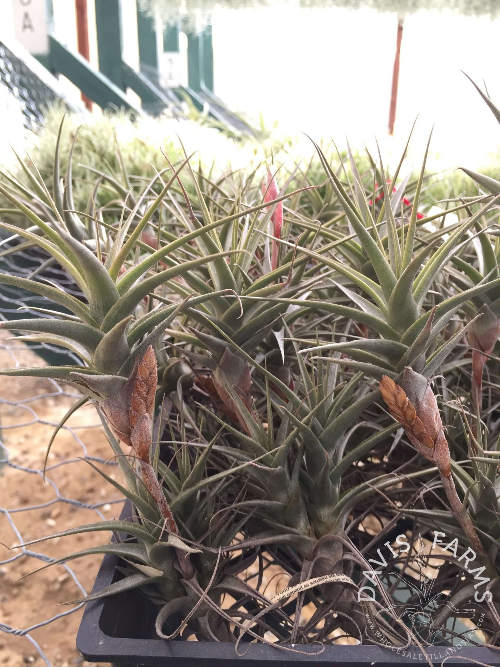 Tillandsia latifolia vivipara type 4