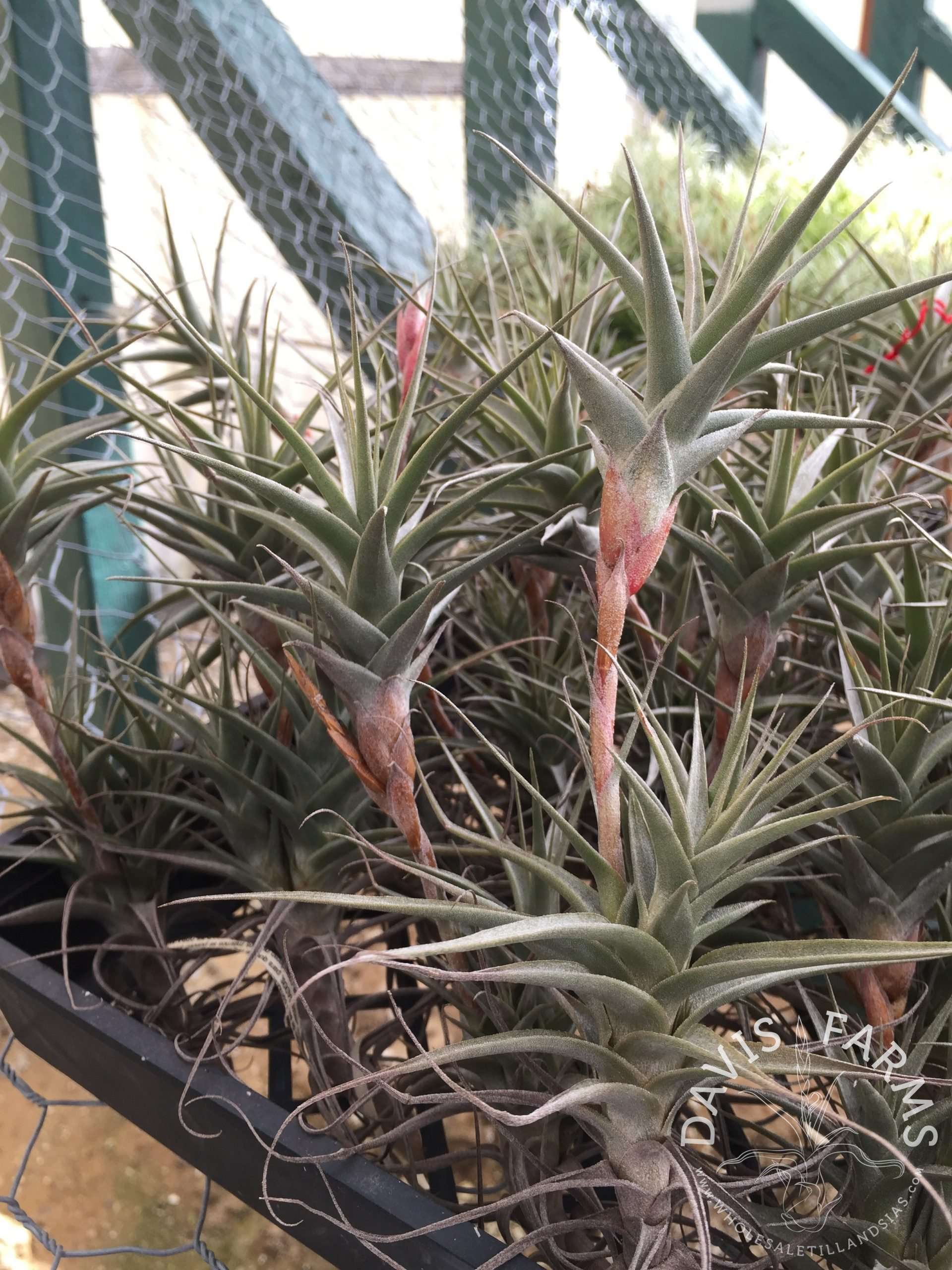 Tillandsia latifolia vivipara type 4
