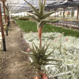 Tillandsia latifolia vivipara type 4