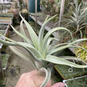 Tillandsia lotteae
