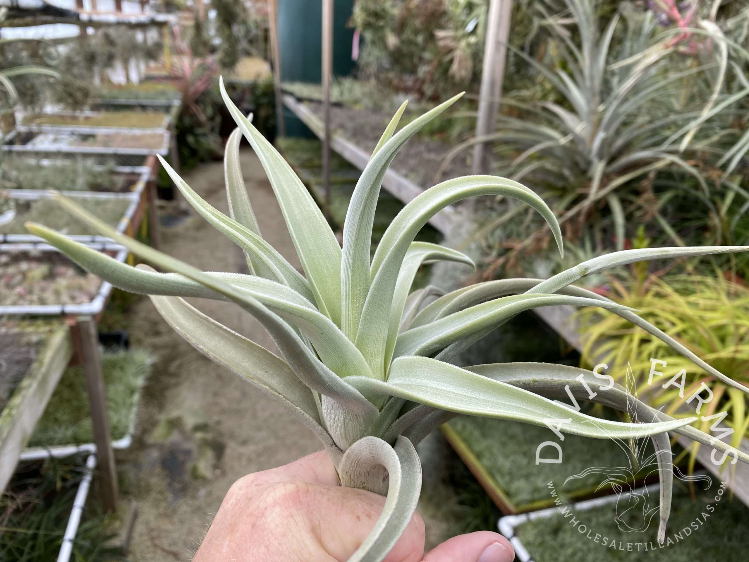 Tillandsia lotteae