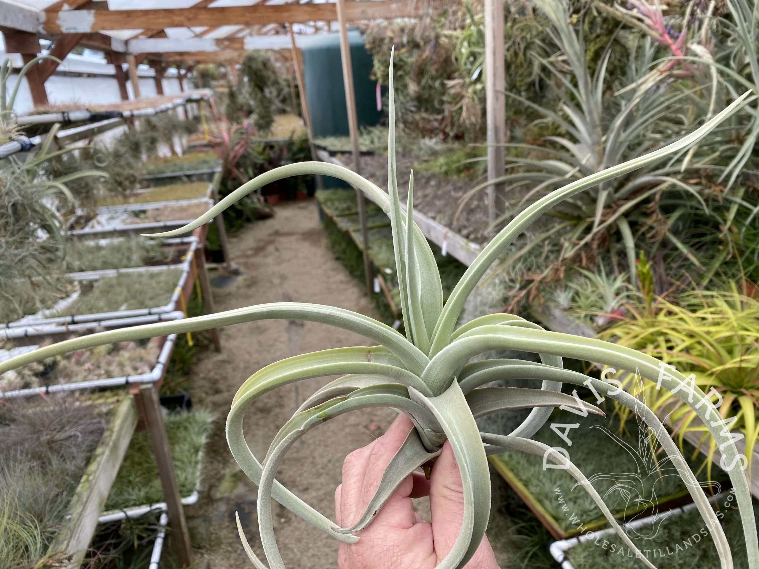 Tillandsia lotteae