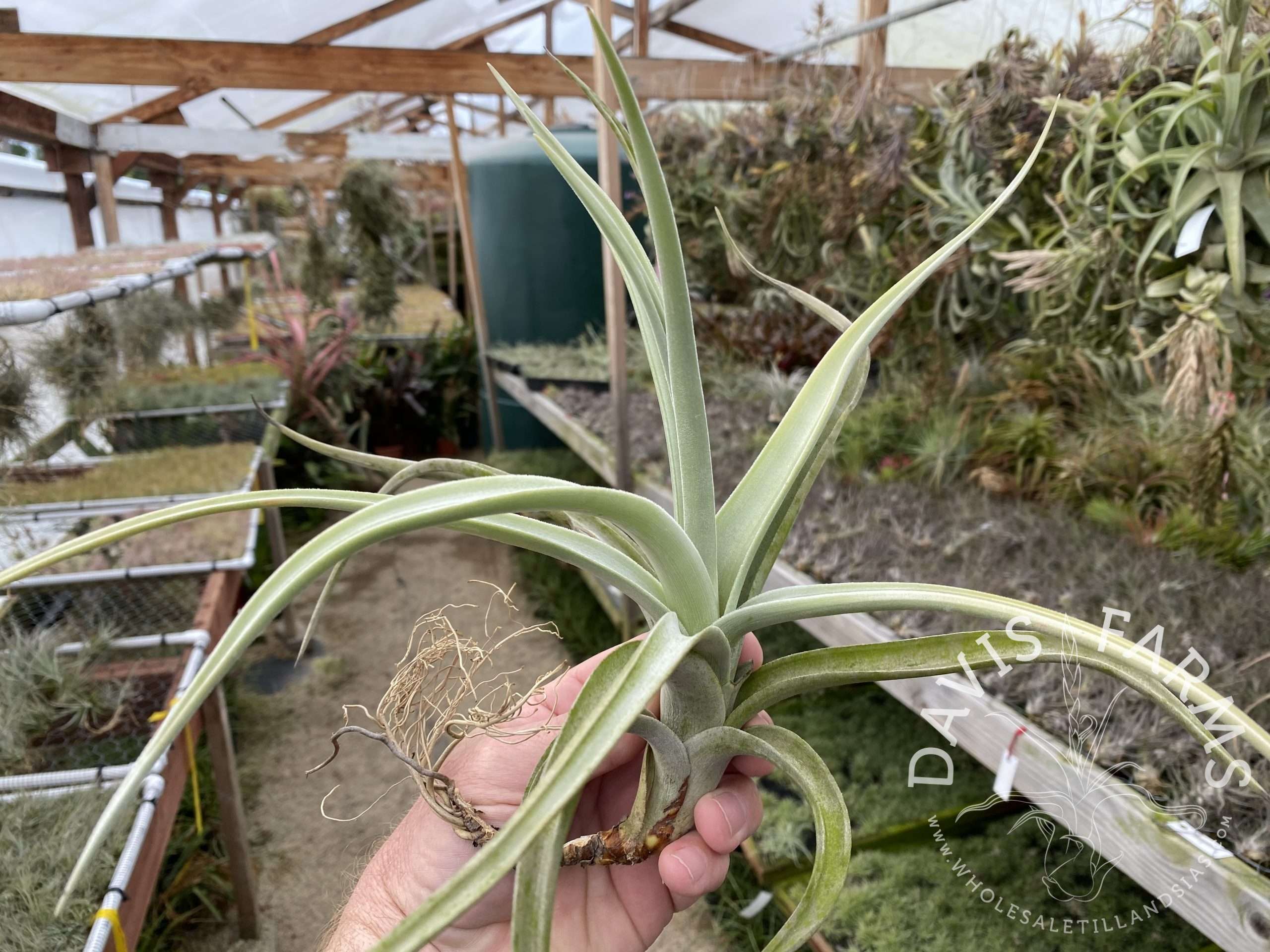 Tillandsia lotteae
