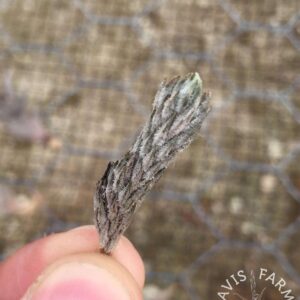 Tillandsia pedicellata Purple Flower