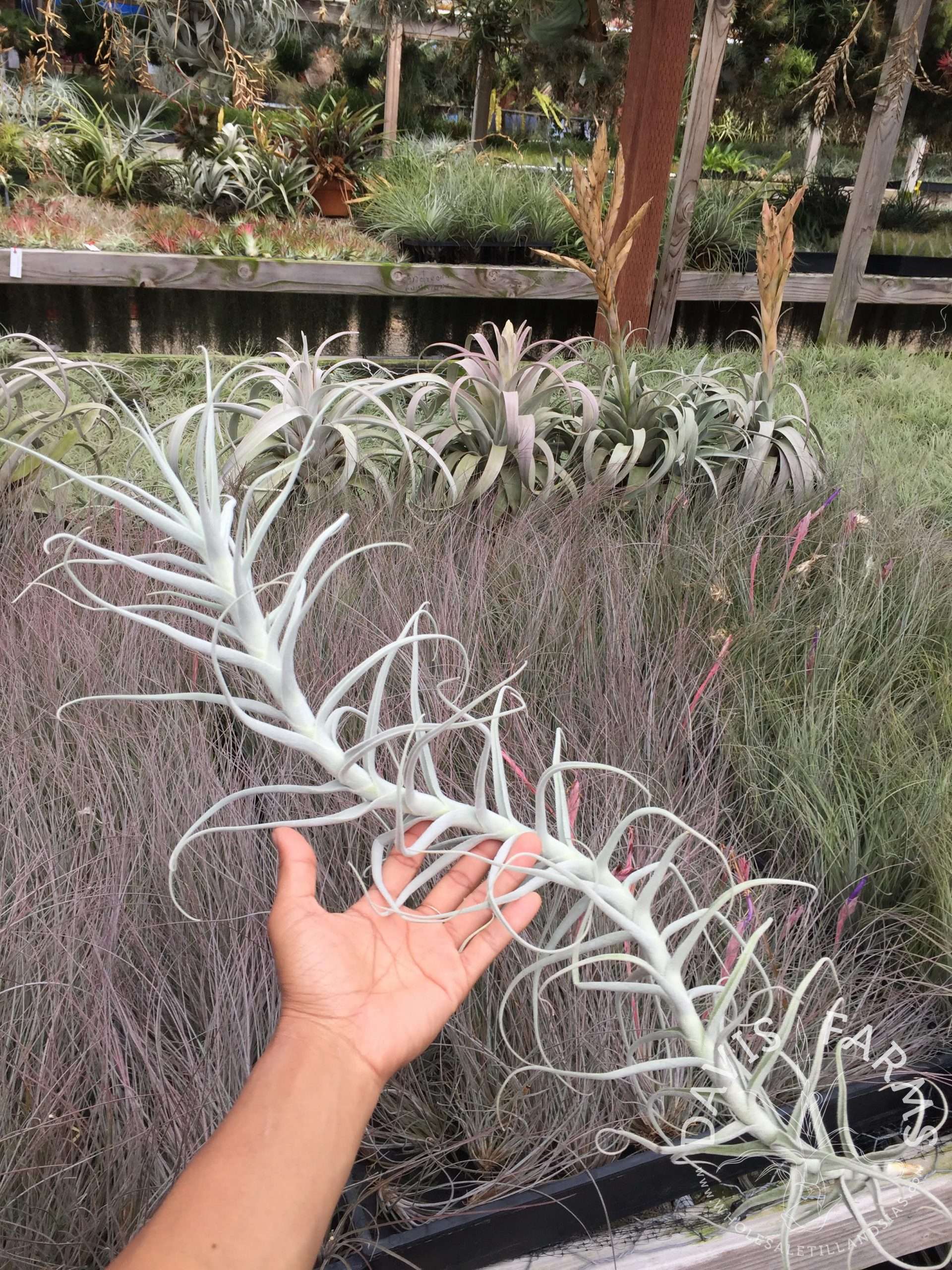Tillandsia paleacea species Specimen