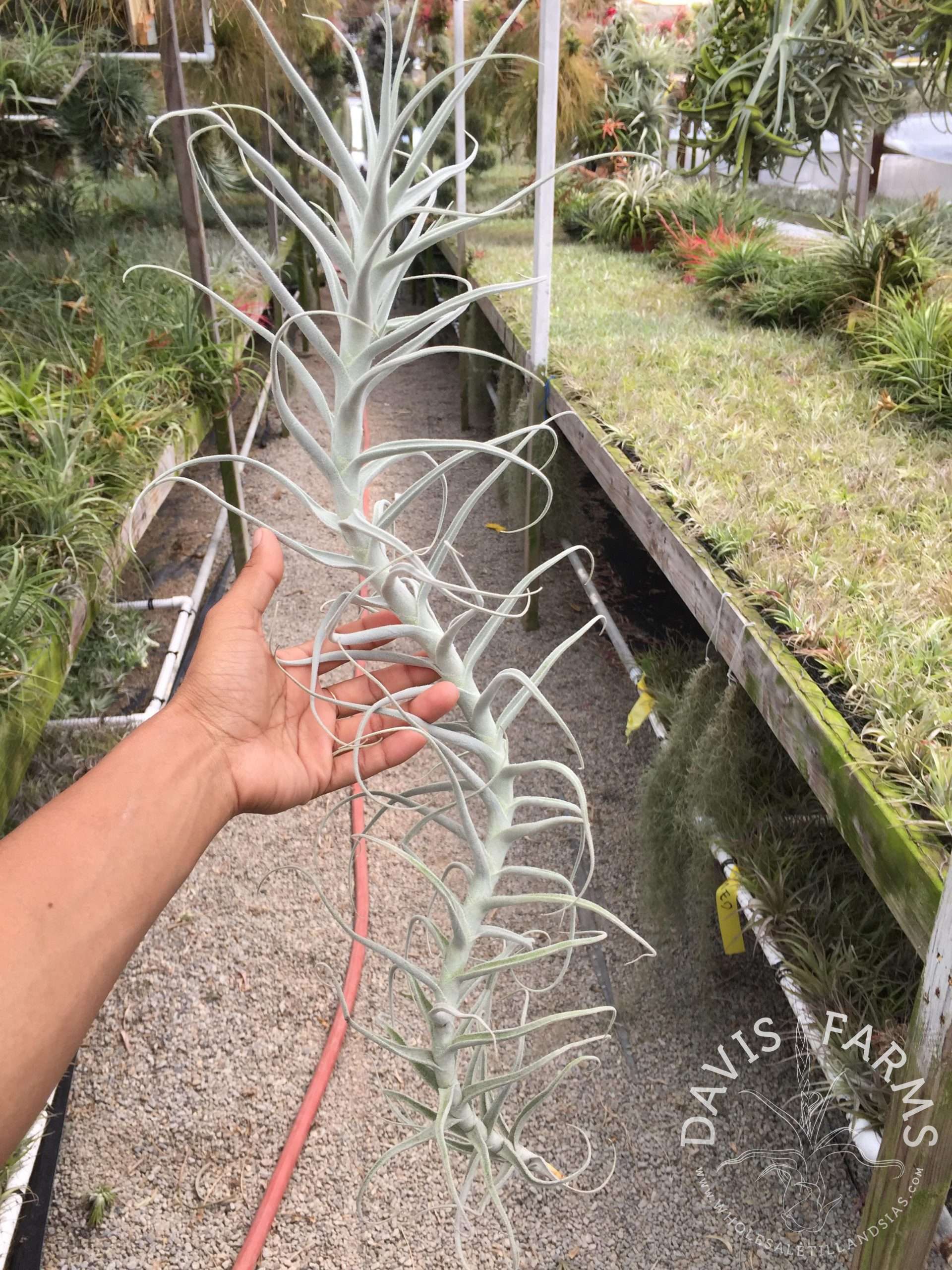 Tillandsia paleacea species Specimen