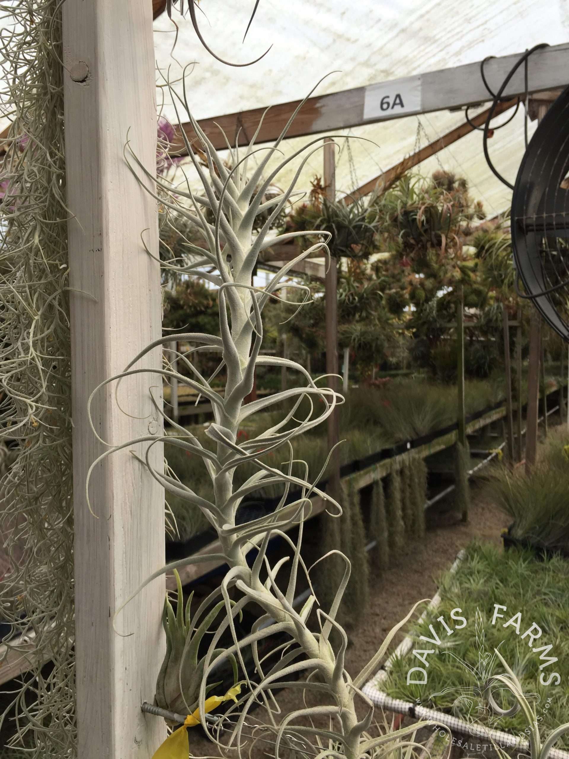 Tillandsia paleacea species Specimen