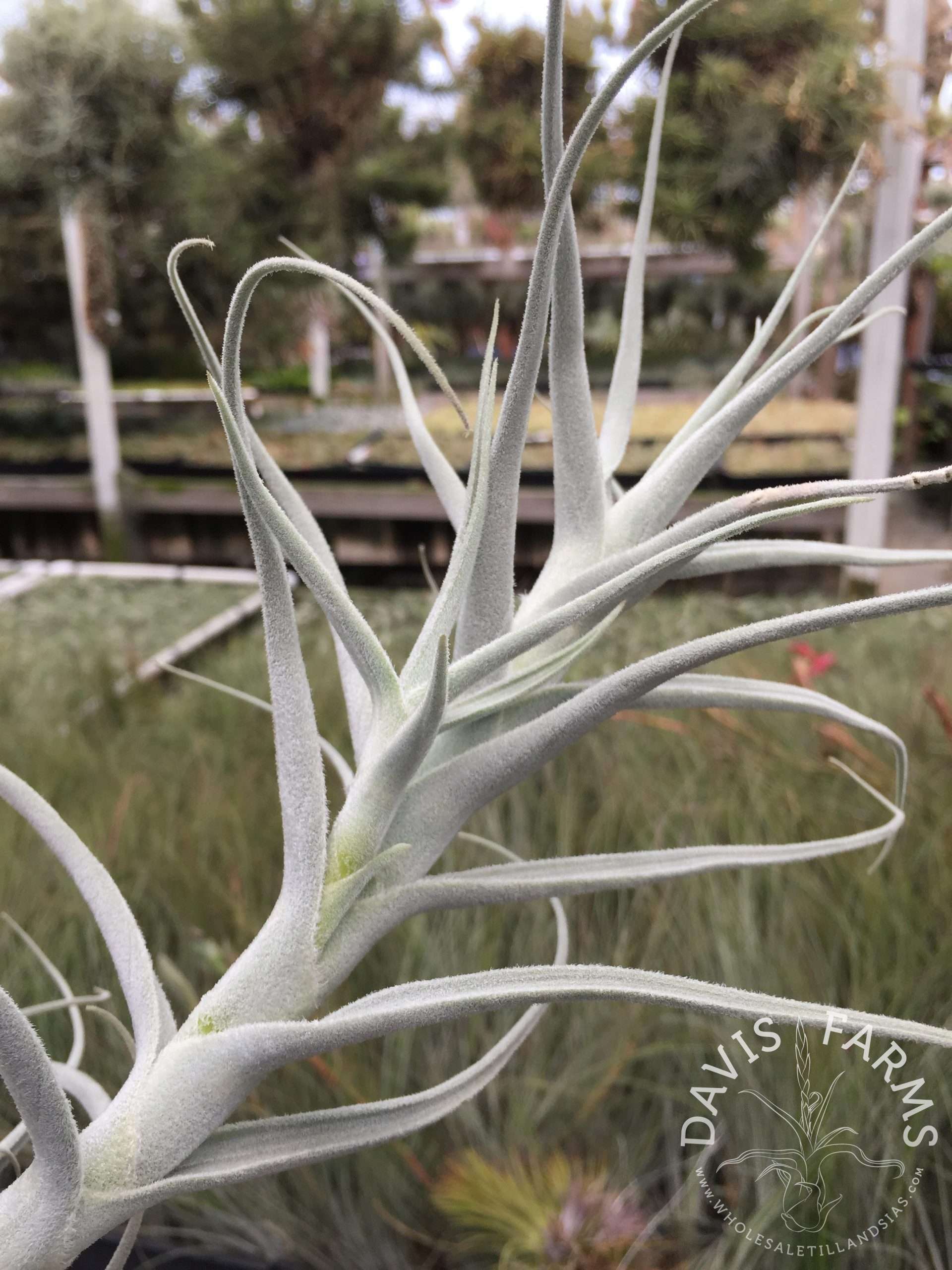 Tillandsia paleacea species Specimen