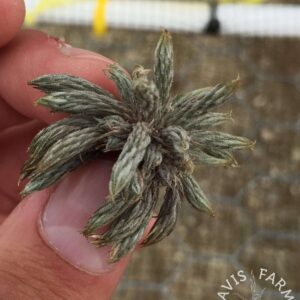 Tillandsia minutiflora