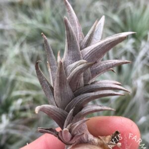 Tillandsia peiranoi