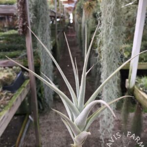 Tillandsia purpurea #11