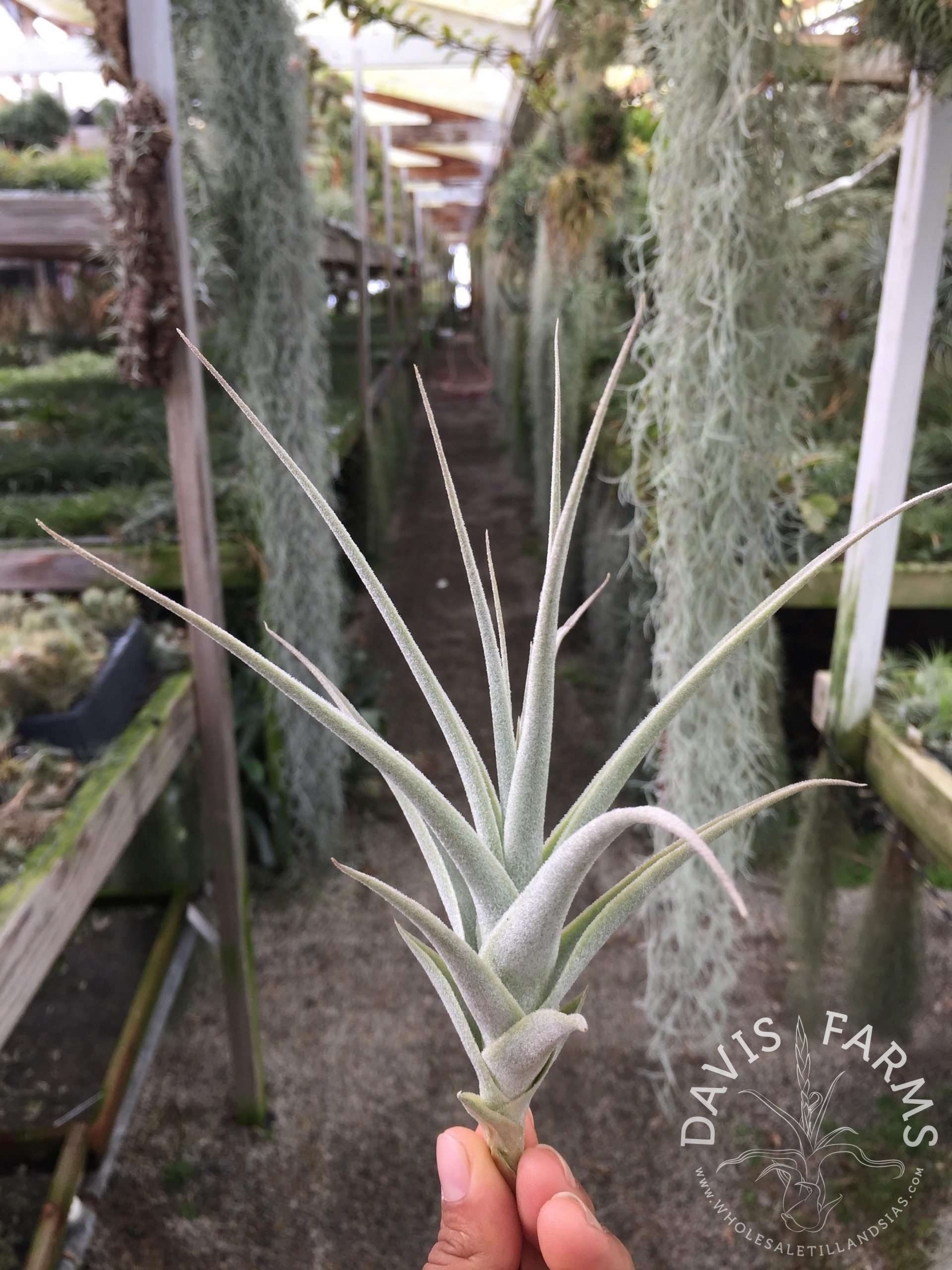 Tillandsia purpurea #11