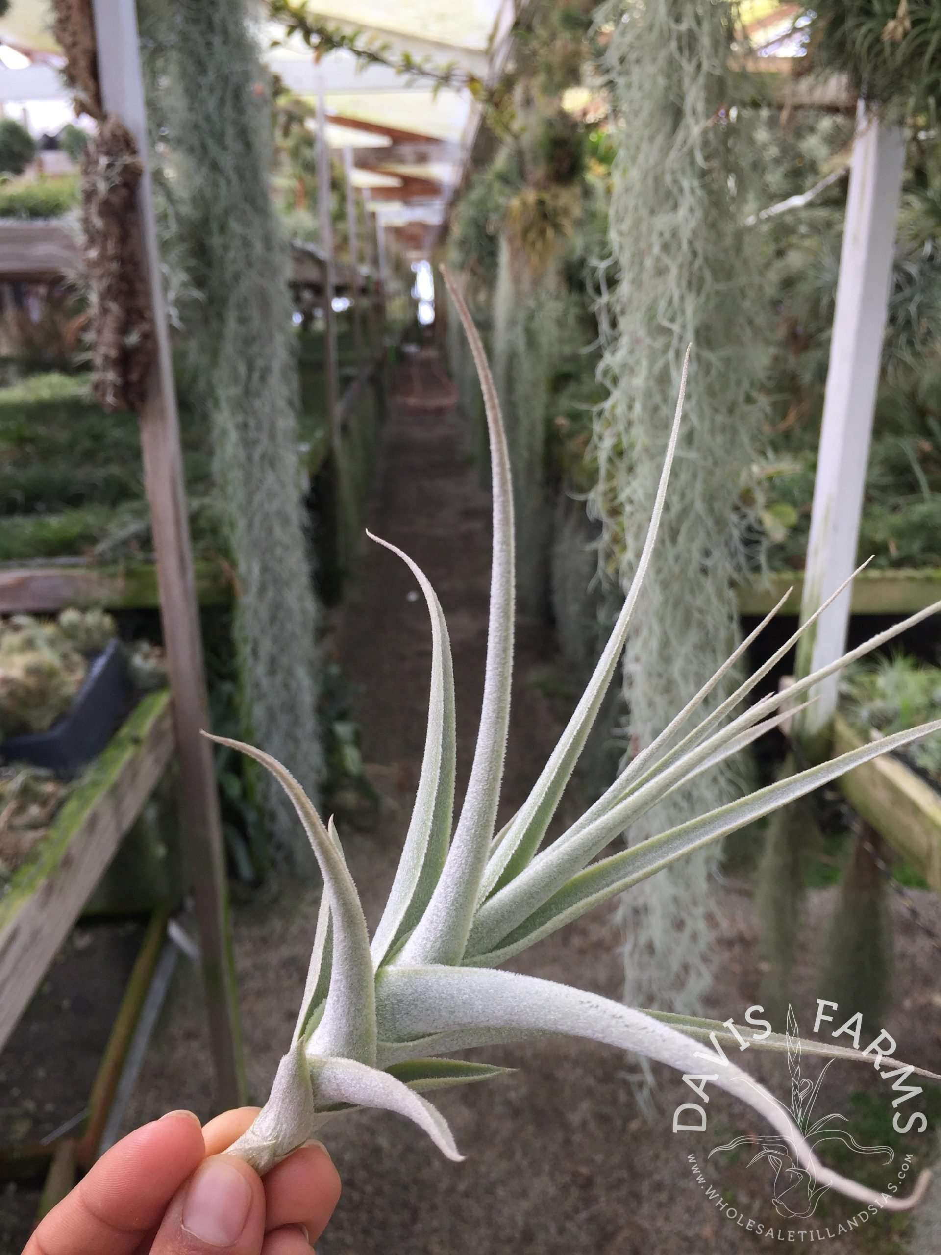 Tillandsia purpurea #11