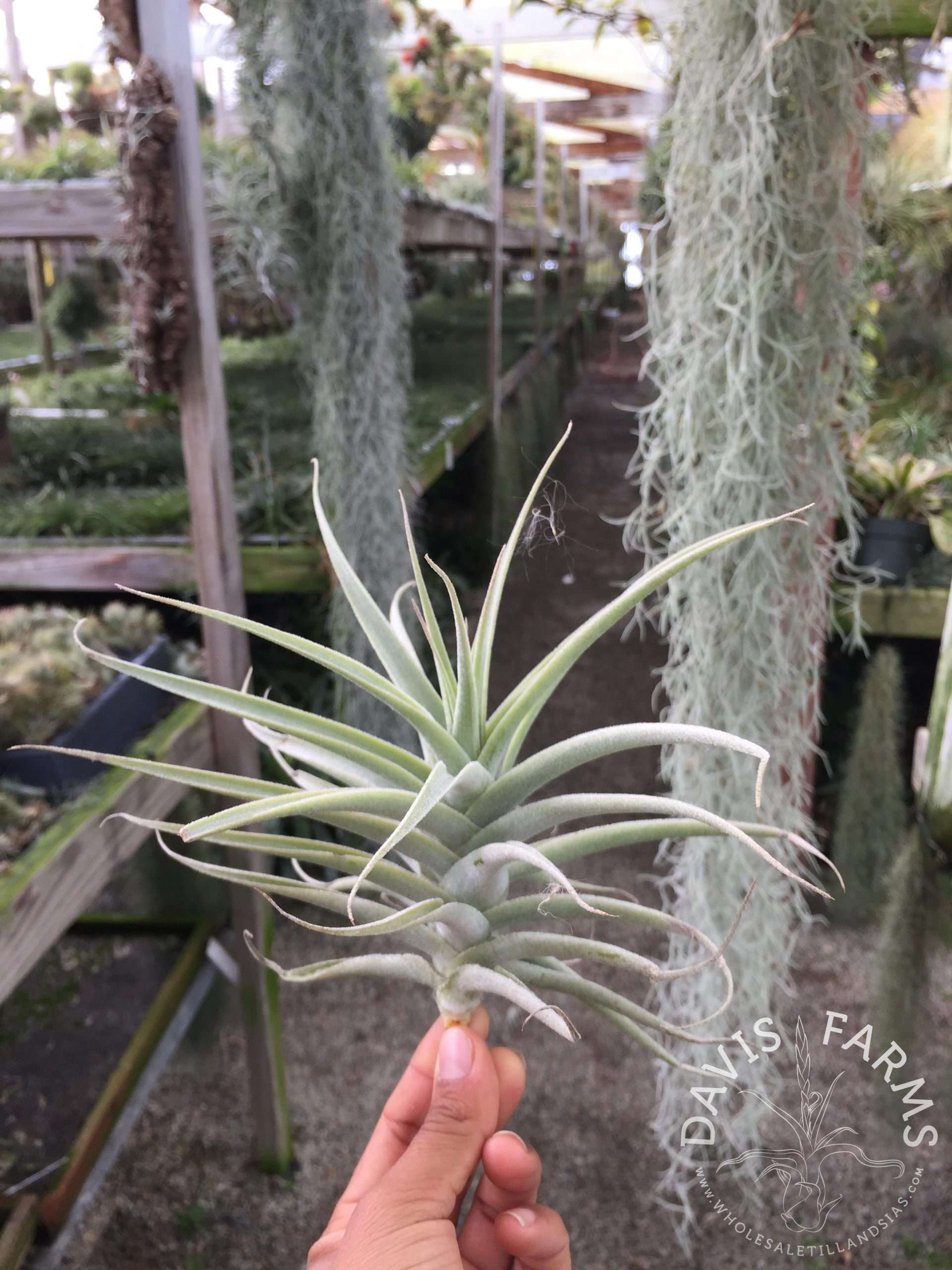 Tillandsia purpurea # 2