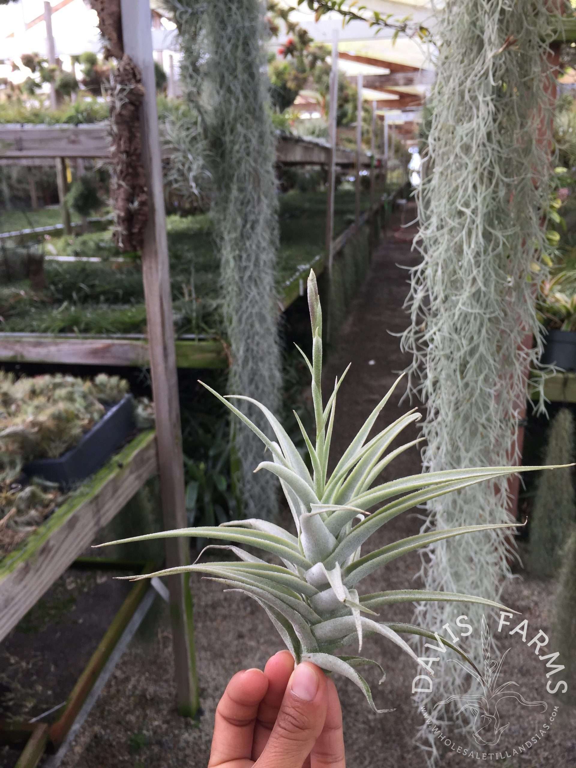 Tillandsia purpurea # 2