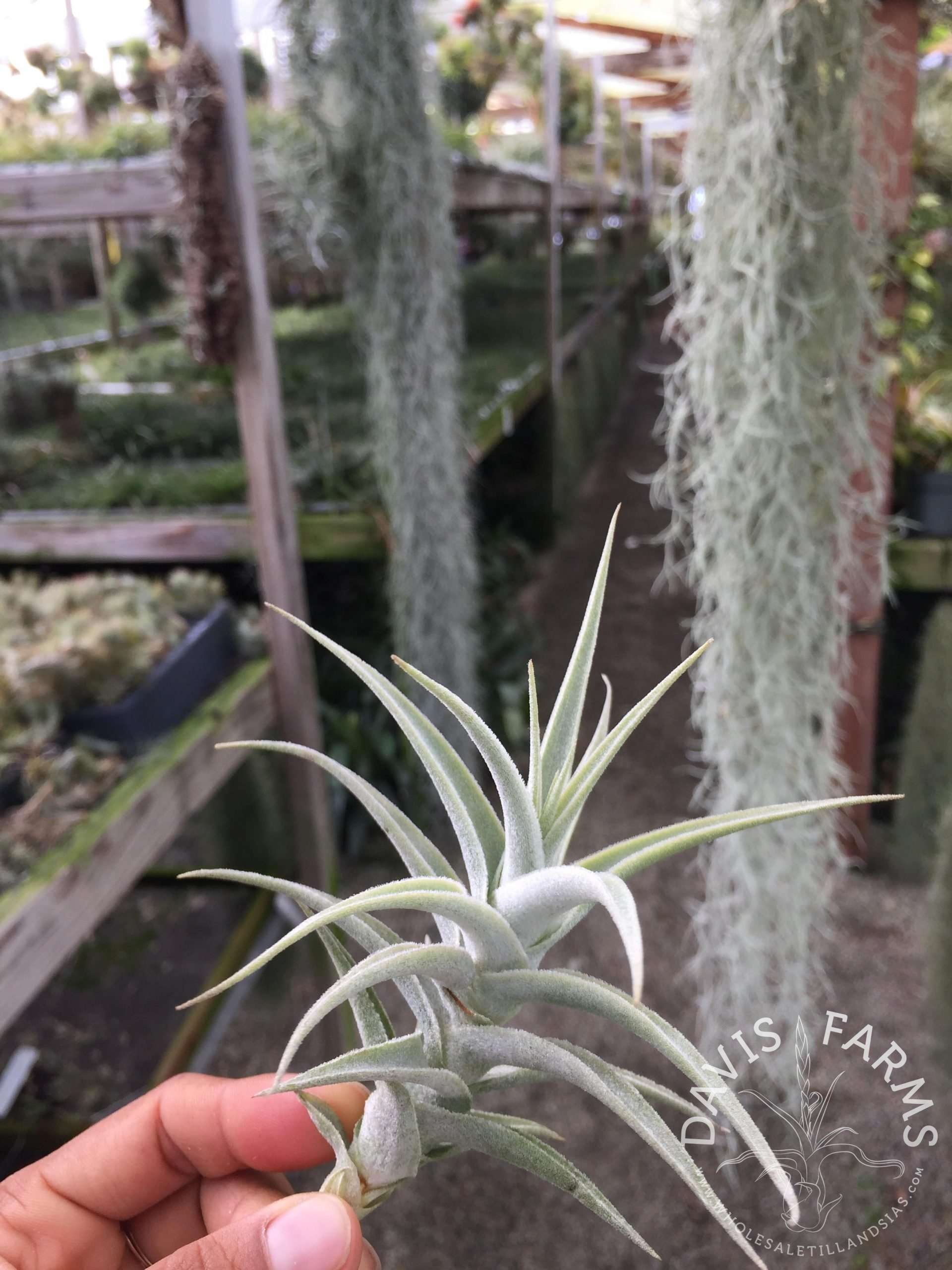 Tillandsia purpurea # 2