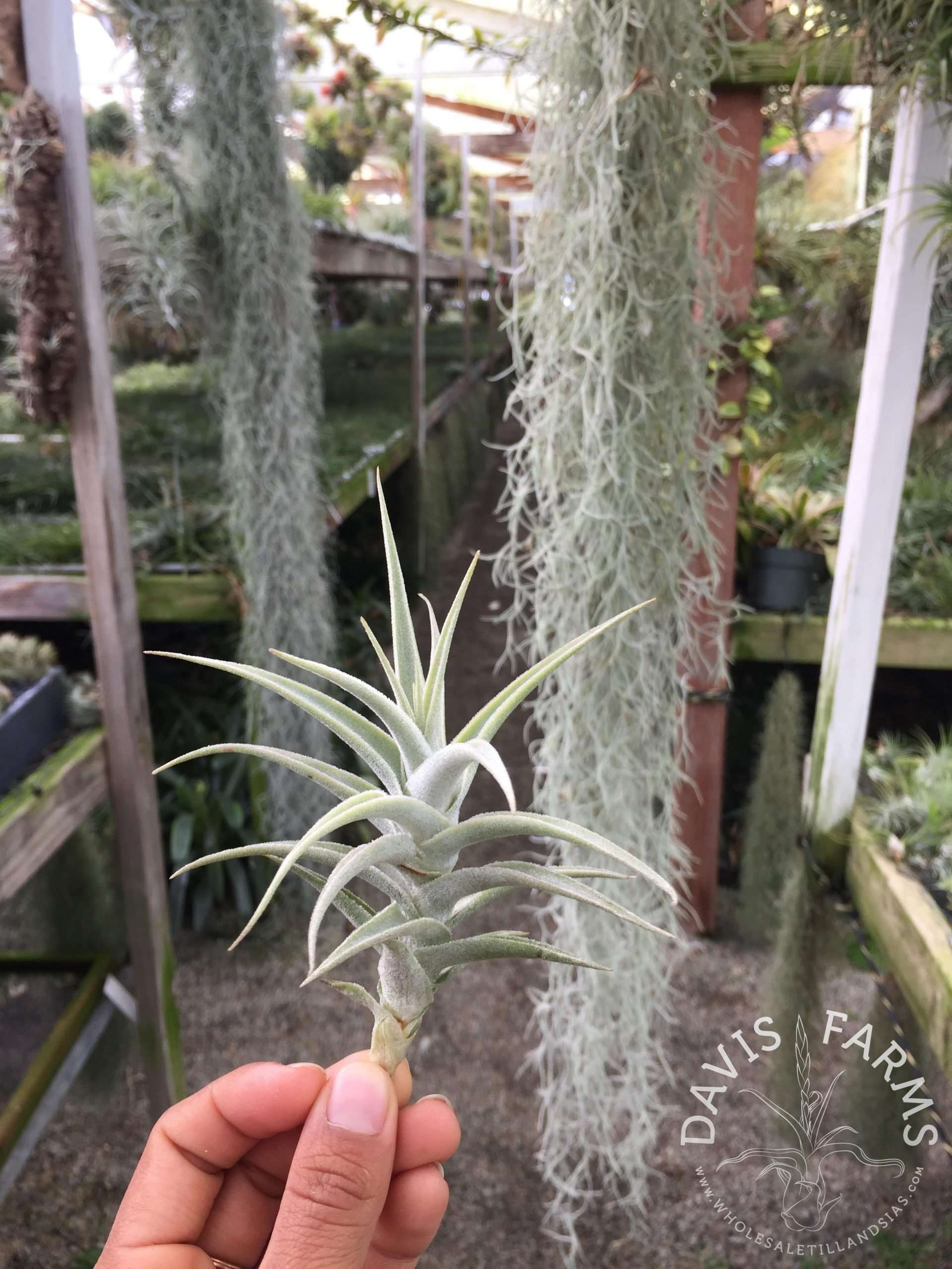 Tillandsia purpurea # 2