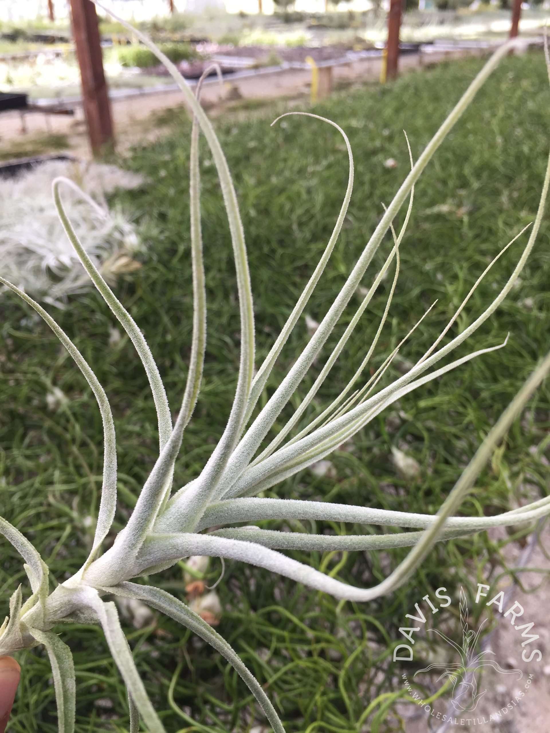 Tillandsia purpurea x straminea
