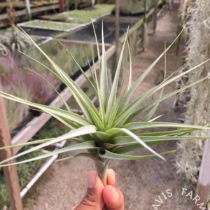 Tillandsia queroensis