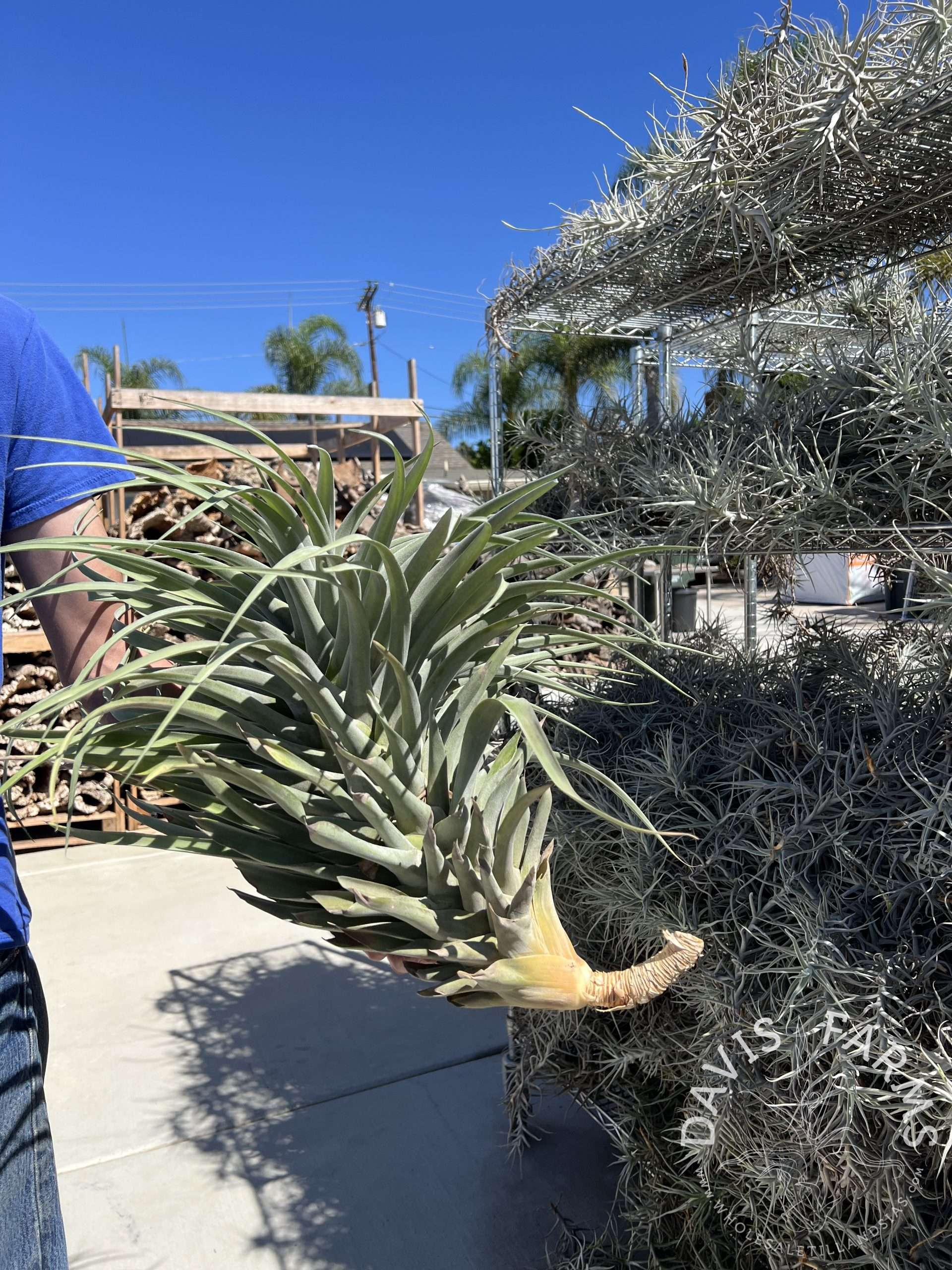 Tillandsia riohondoensis Specimen
