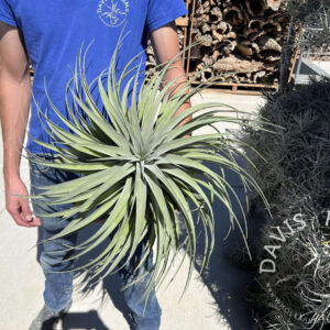 Tillandsia riohondoensis Specimen