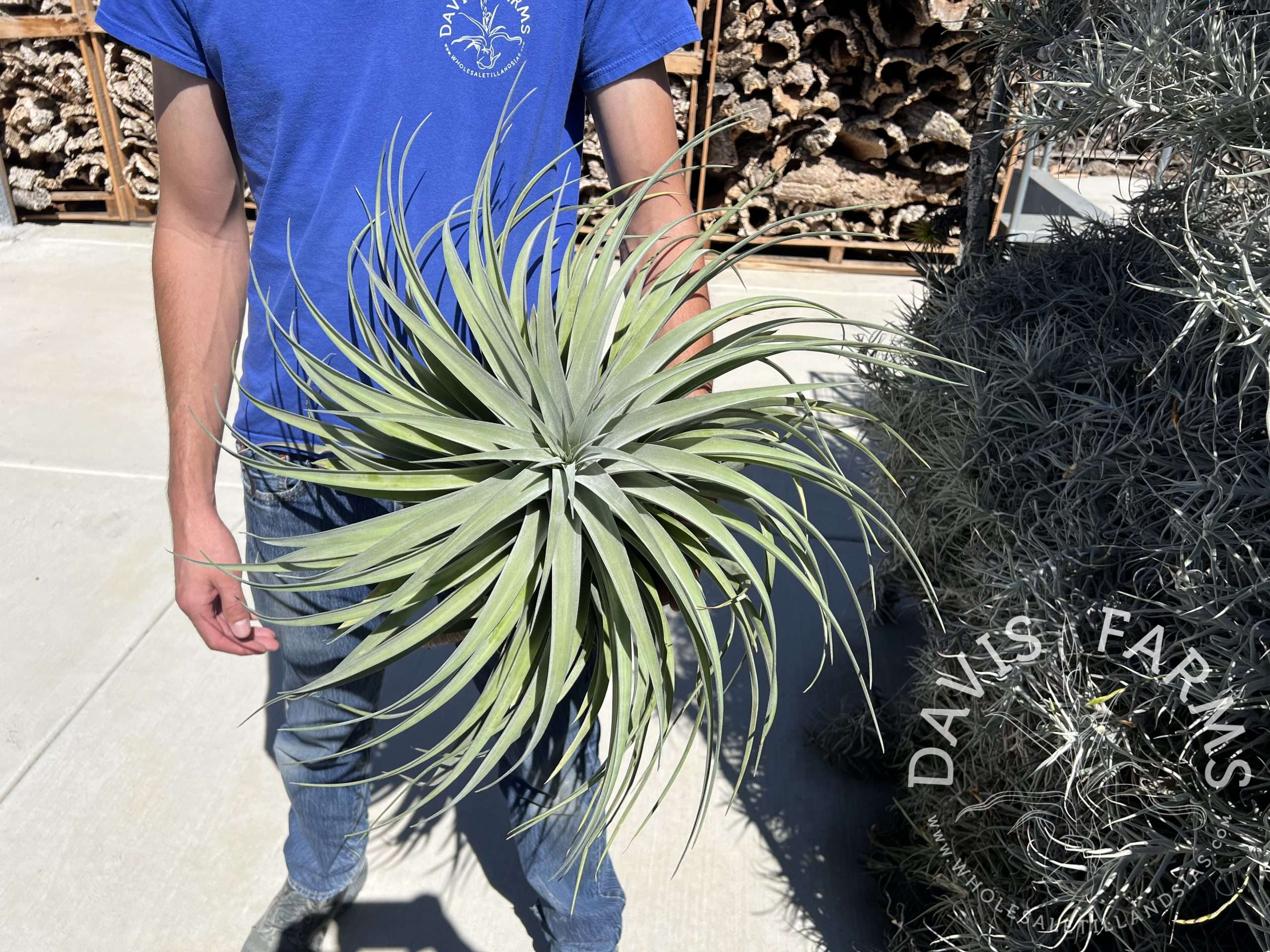 Tillandsia riohondoensis Specimen