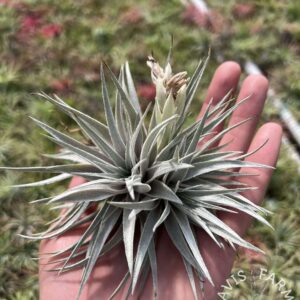 Tillandsia roseiflora x chapeuensis