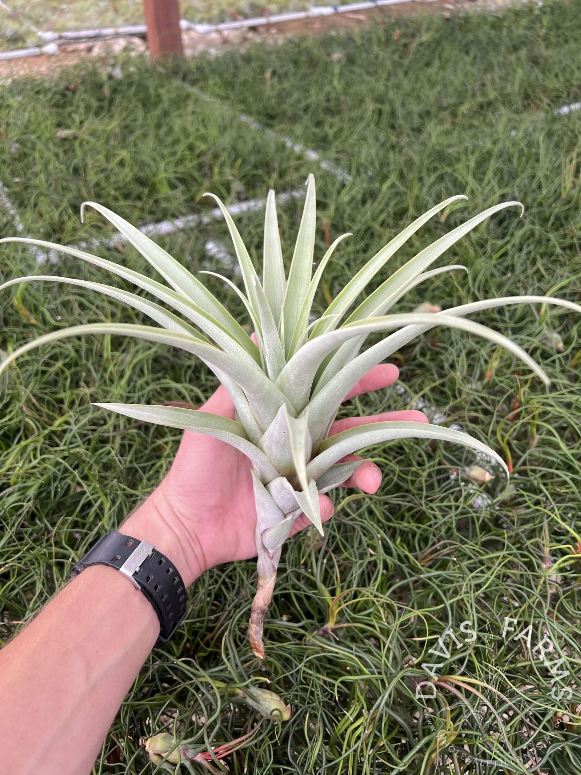 Tillandsia roseoscapa thick leaf form