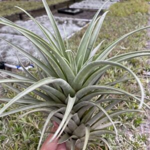 Tillandsia roseoscapa thick leaf form
