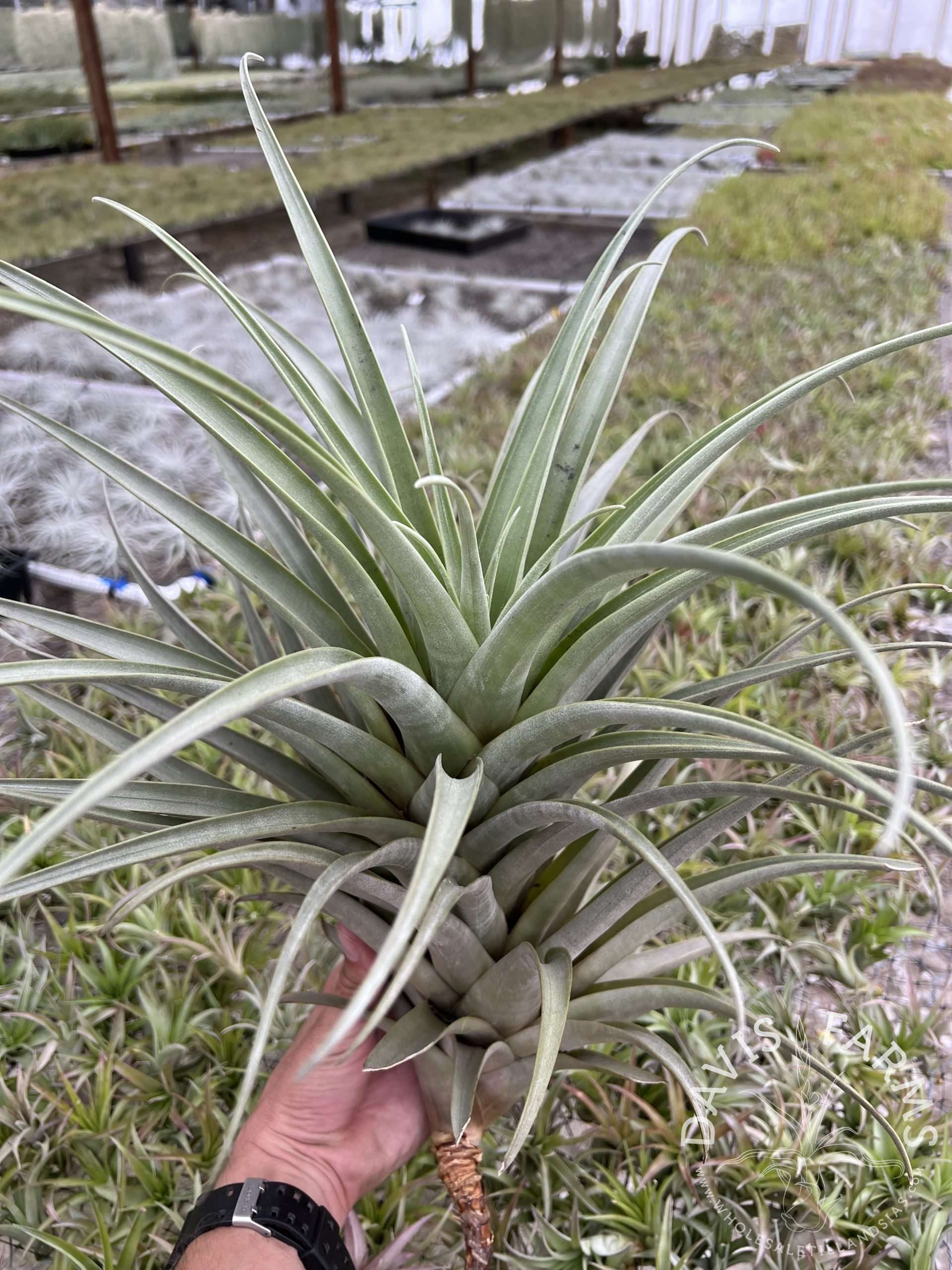 Tillandsia roseoscapa thick leaf form