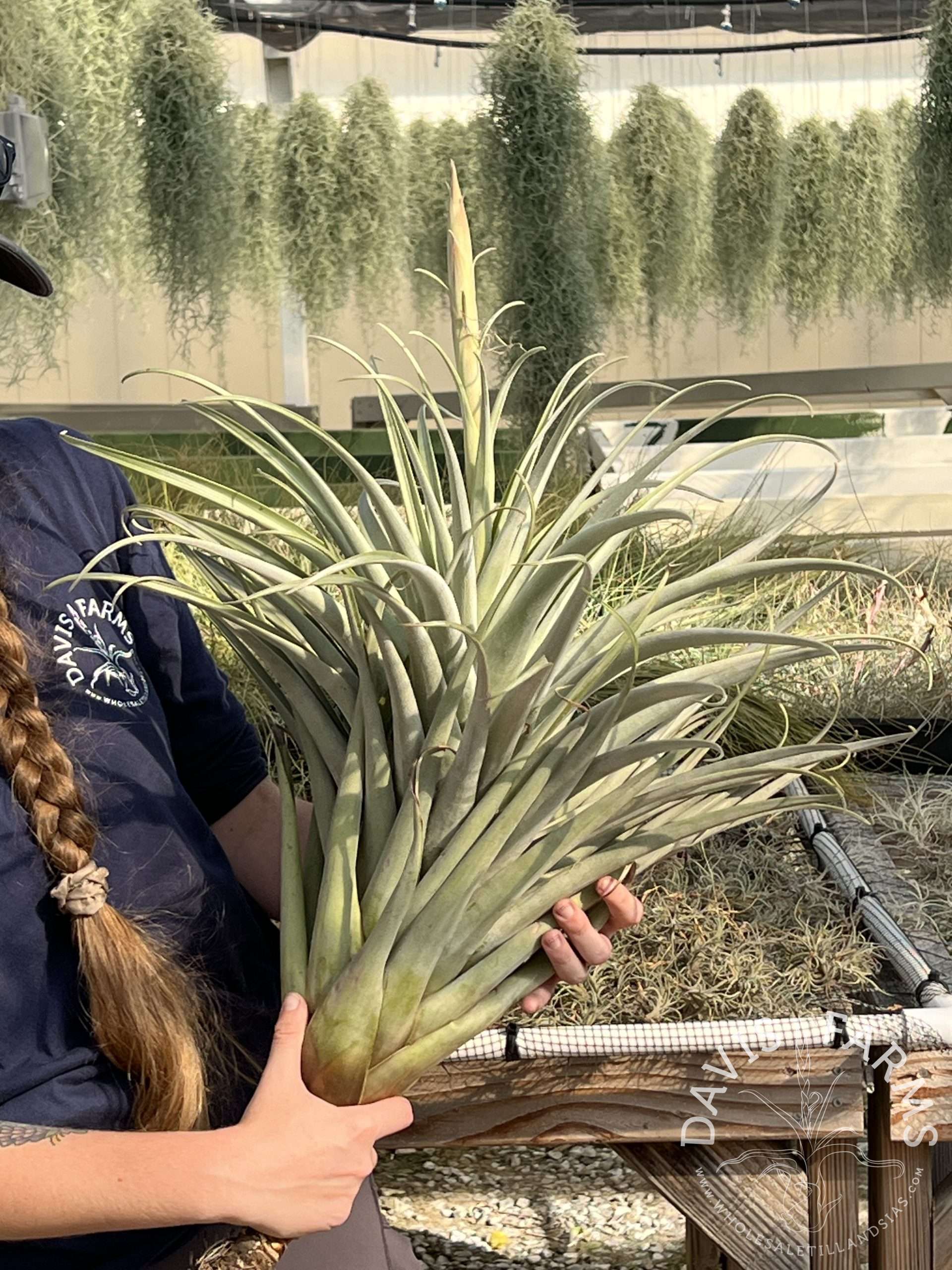 Tillandsia roseoscapa thick leaf form