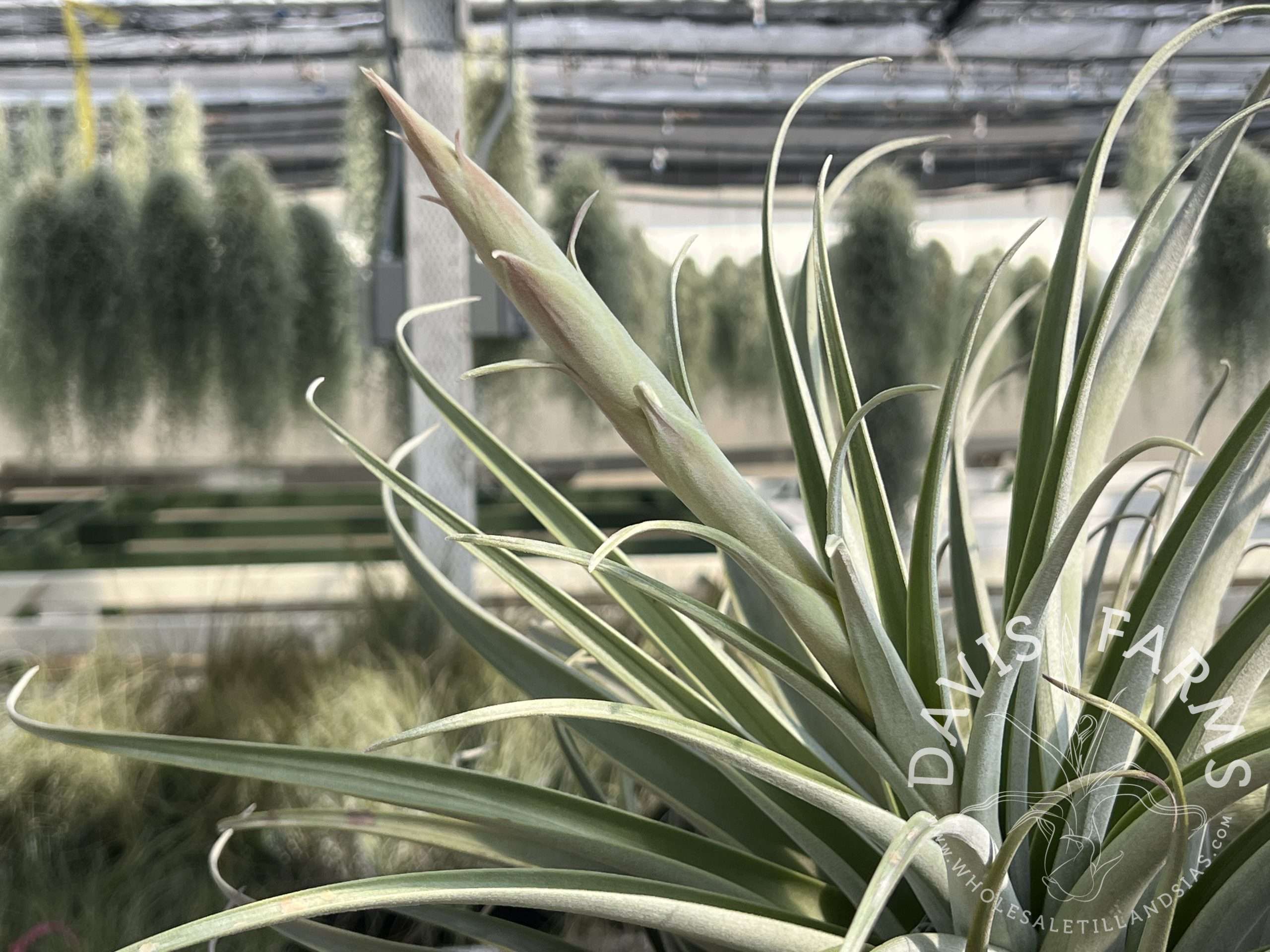 Tillandsia roseoscapa thick leaf form