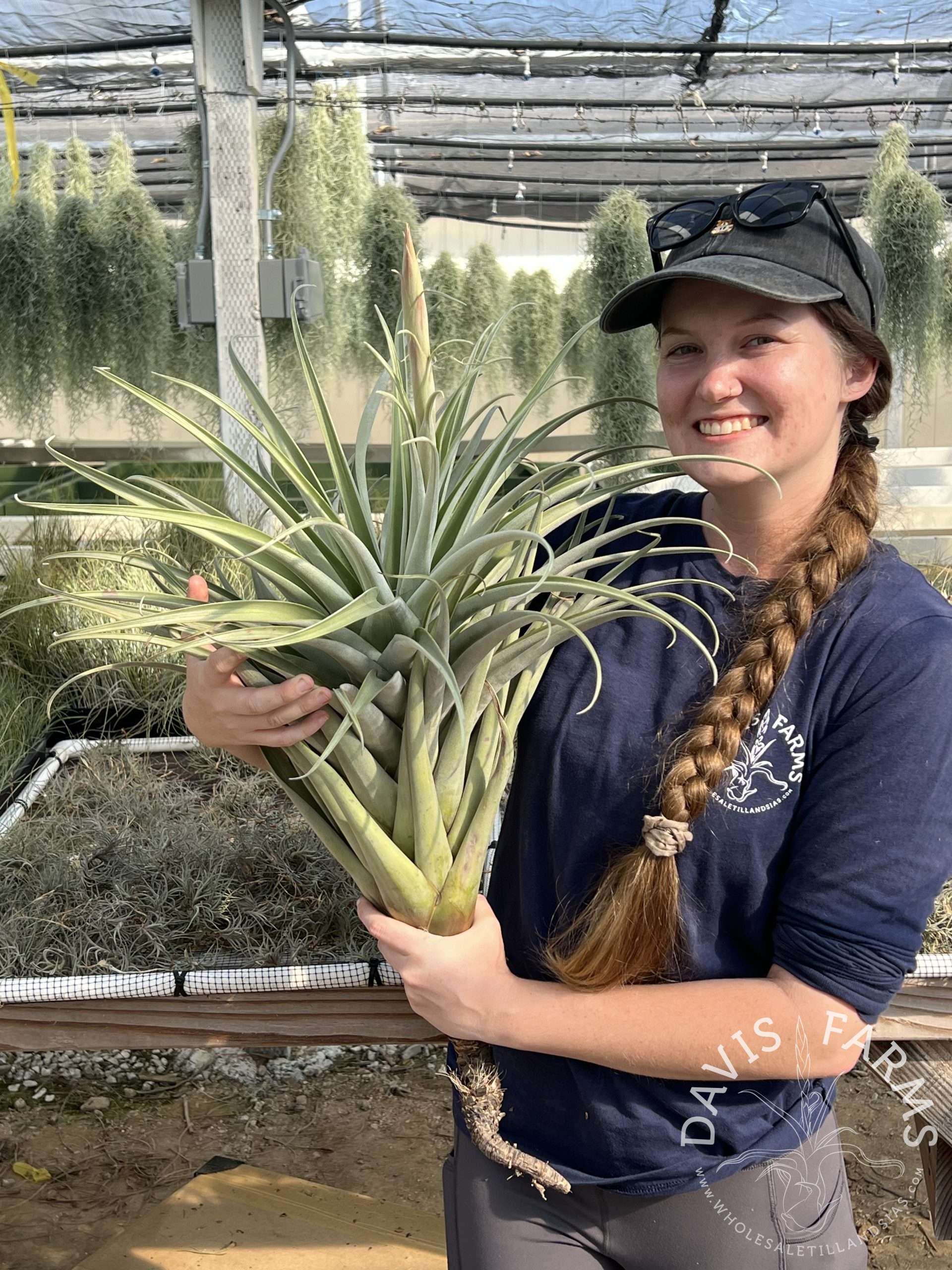 Tillandsia roseoscapa thick leaf form