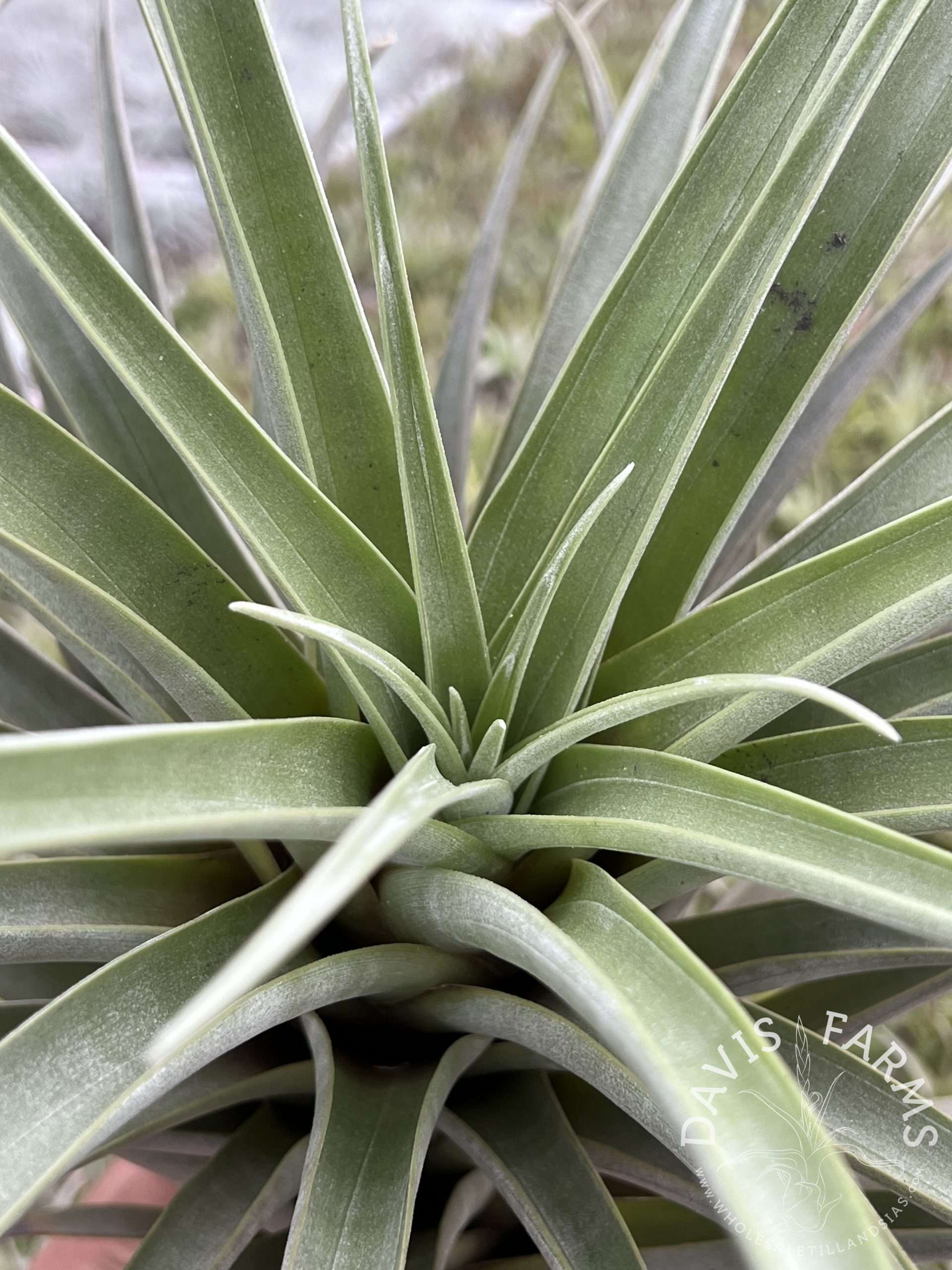 Tillandsia roseoscapa thick leaf form