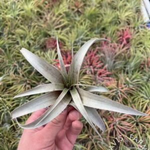 Tillandsia sphaerocephala