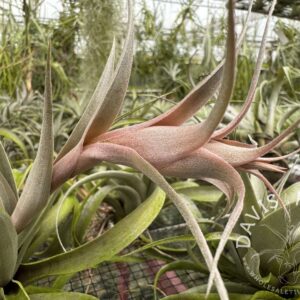 Tillandsia sphaerocephala IN BLOOM