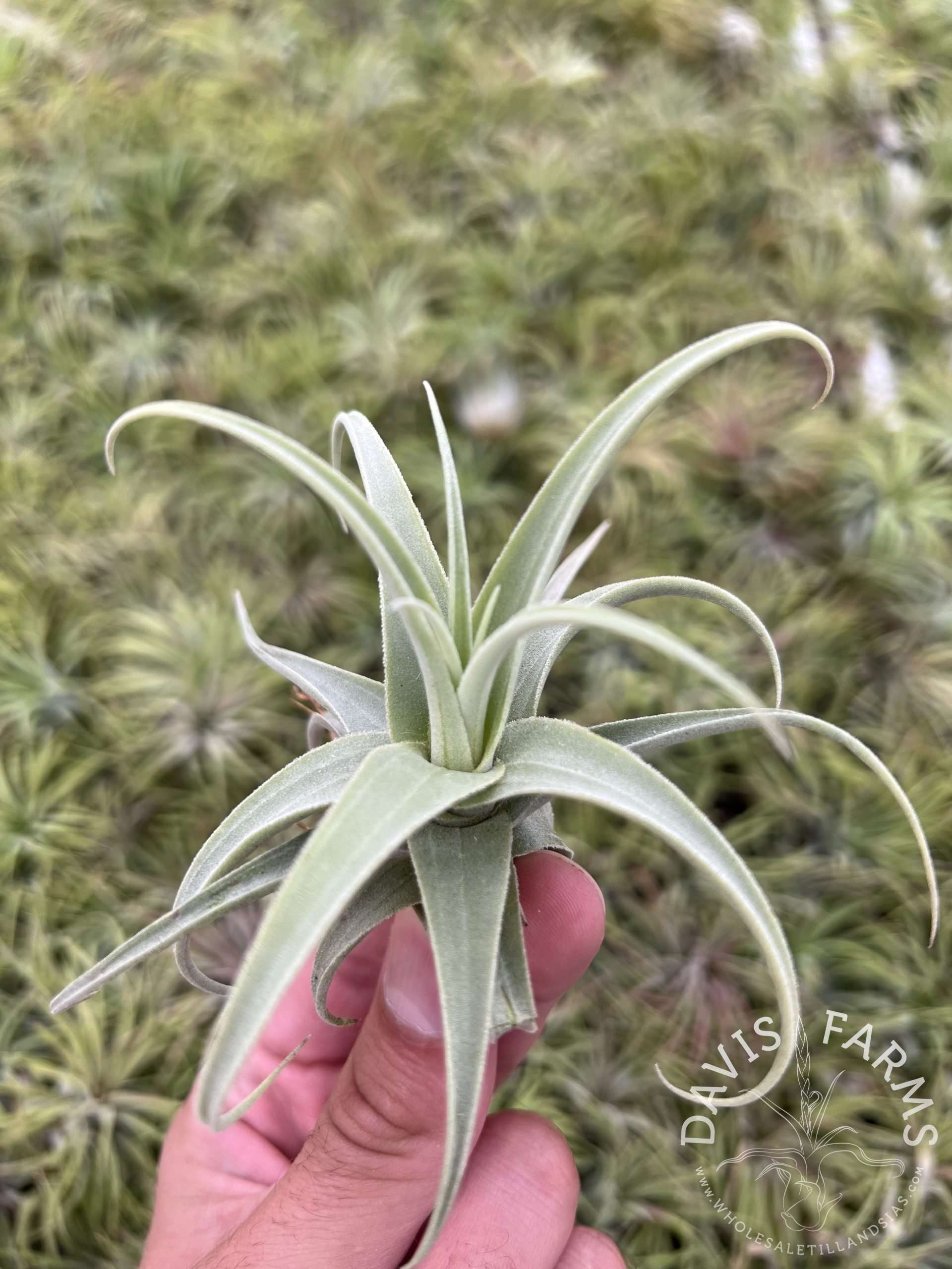 Tillandsia streptocarpa Fat Boy IN BLOOM