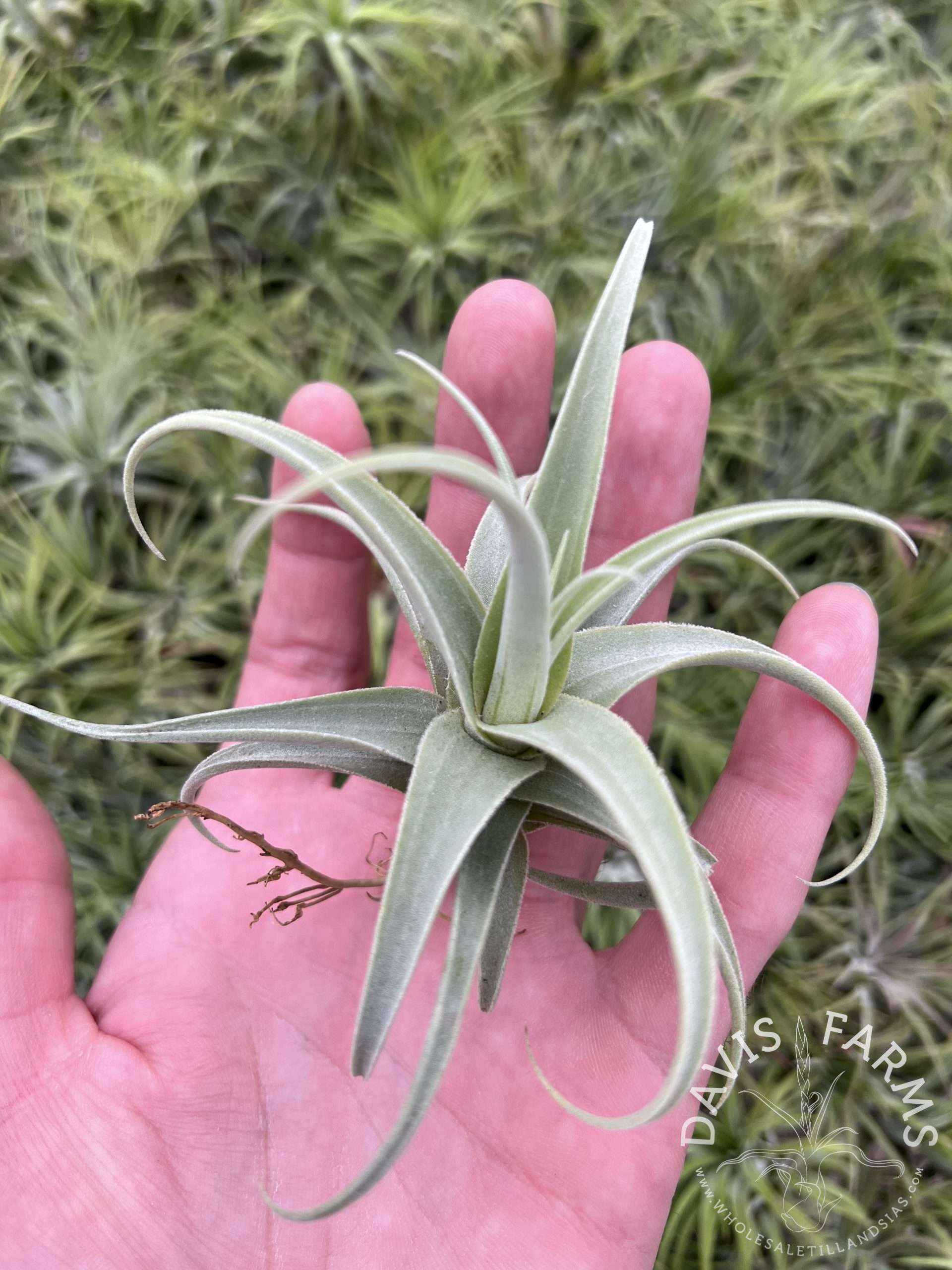 Tillandsia streptocarpa Fat Boy IN BLOOM