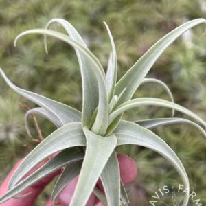 Tillandsia streptocarpa Fat Boy