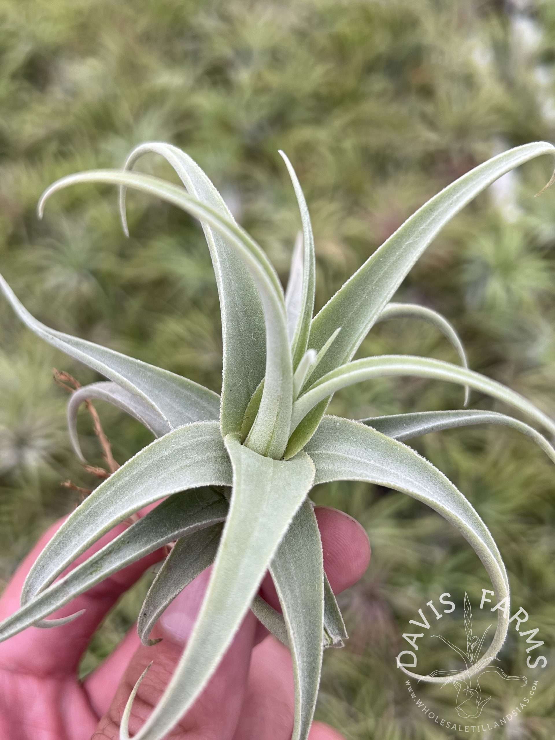 Tillandsia streptocarpa Fat Boy