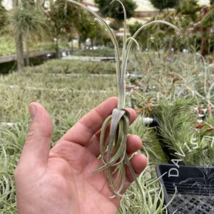 Tillandsia streptocarpa dark flower