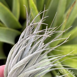 Tillandsia stricta subsp. piniformis