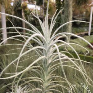 Tillandsia tectorum Caulescent Form