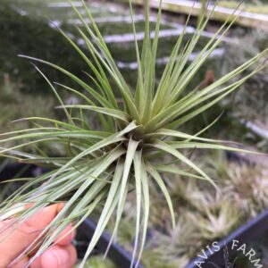 Tillandsia tenuifolia var. Saxicola