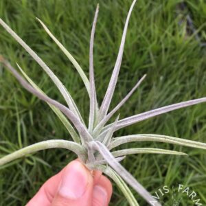 Tillandsia aff. toropiensis