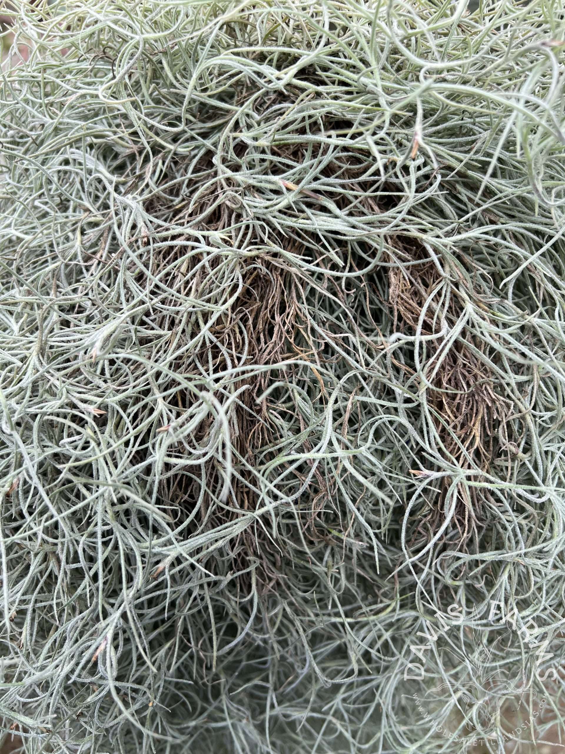 Tillandsia usneoides, Peruvian Form Spanish Moss clump SALE