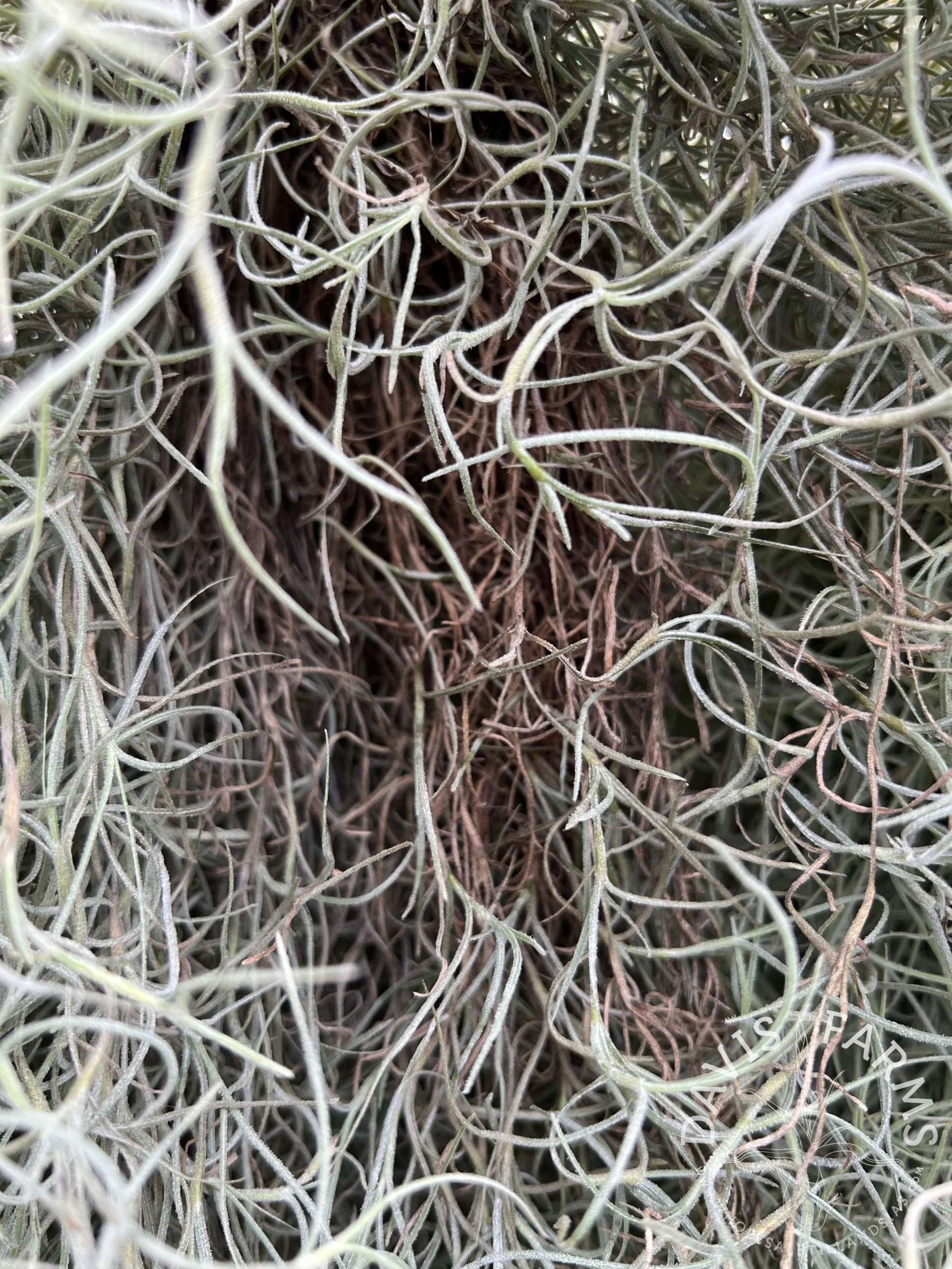 Tillandsia usneoides, Peruvian Form Spanish Moss clump SALE