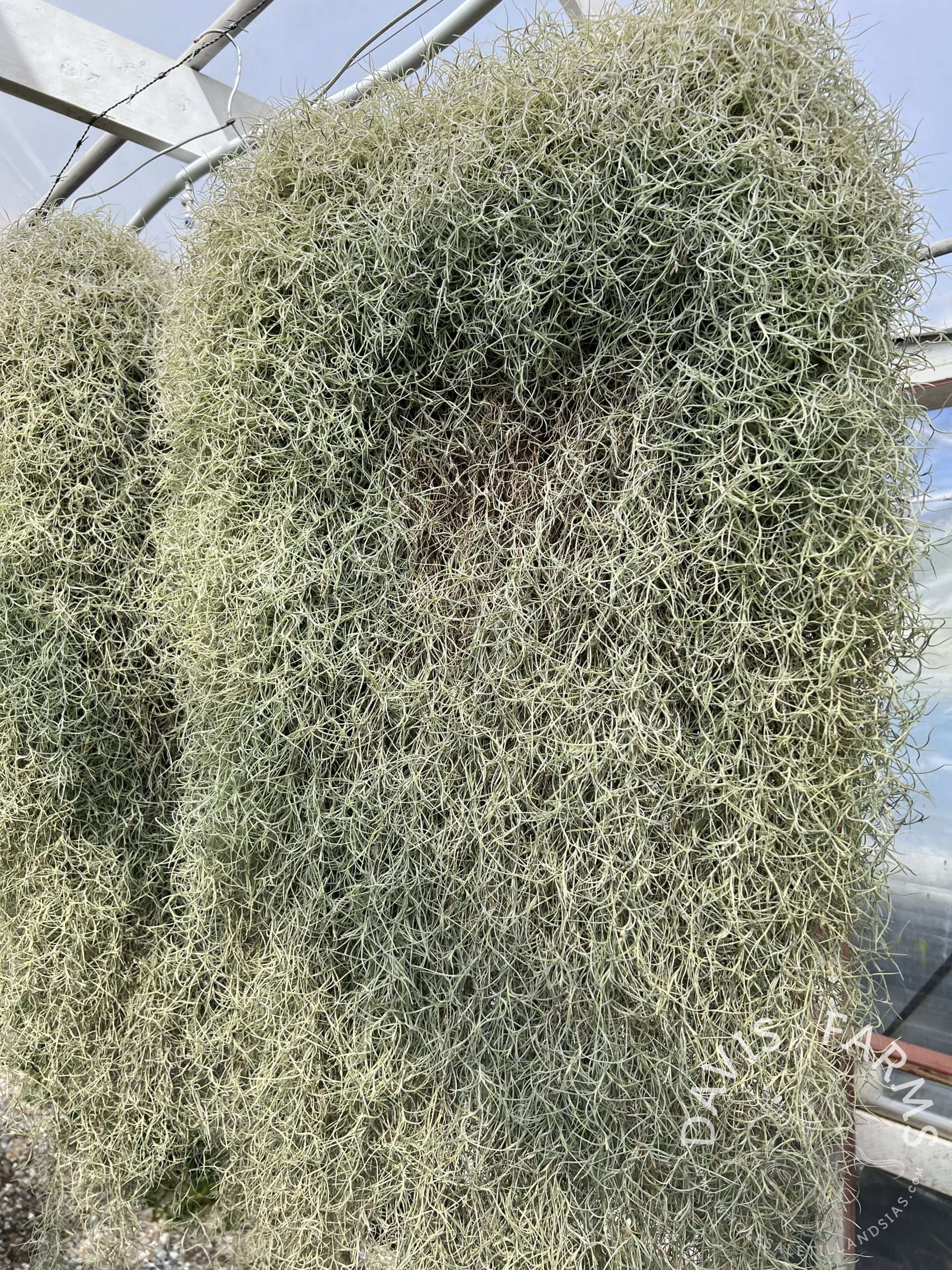 Tillandsia usneoides, Peruvian Form Spanish Moss clump SALE