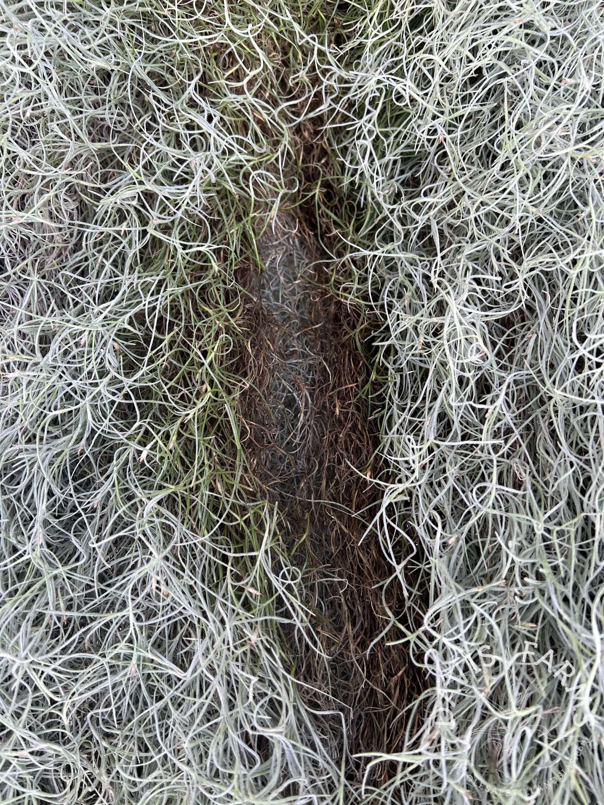 Tillandsia usneoides, Peruvian Form Spanish Moss clump SALE