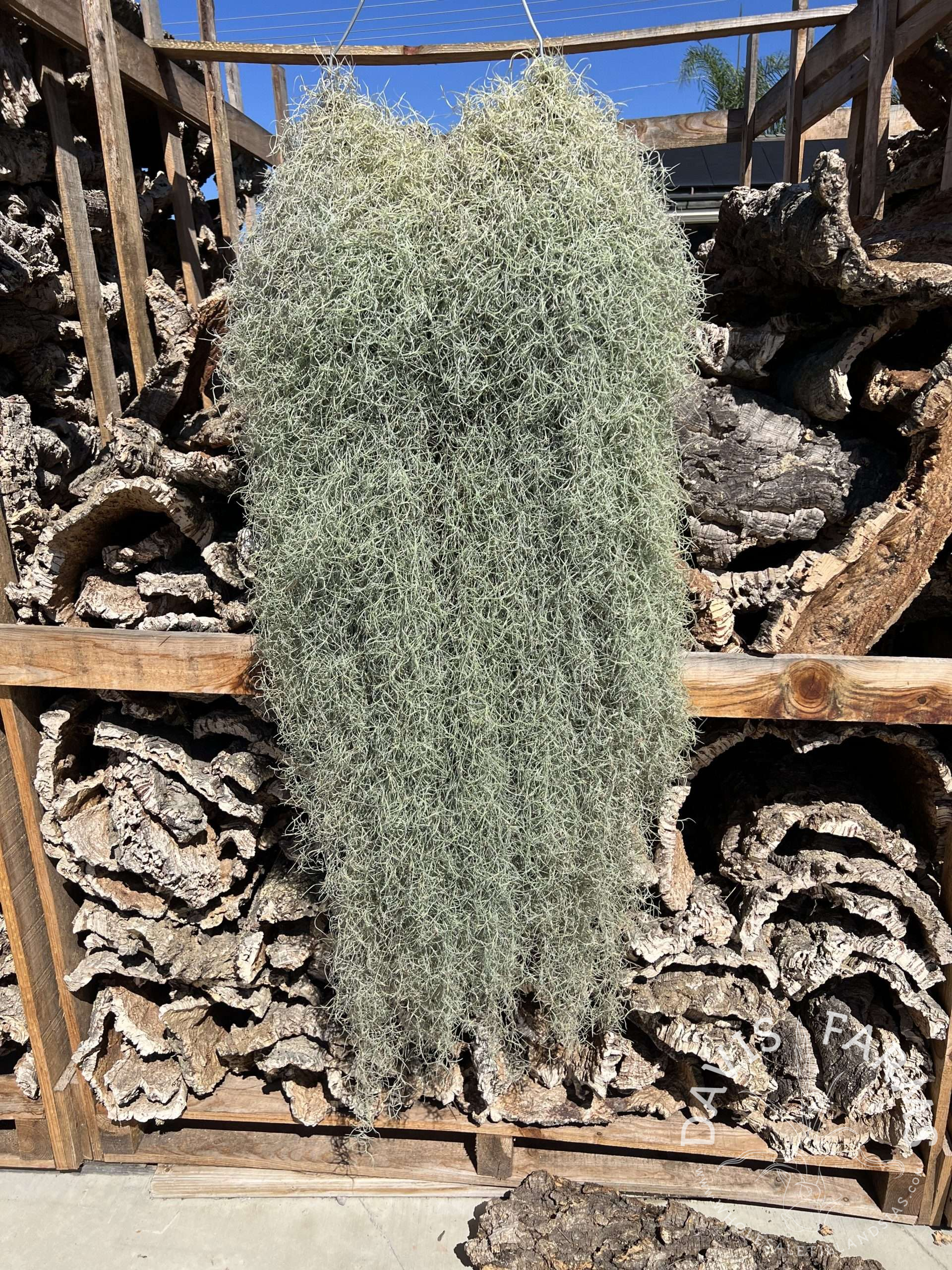 Tillandsia usneoides, Peruvian Form Spanish Moss clump SALE